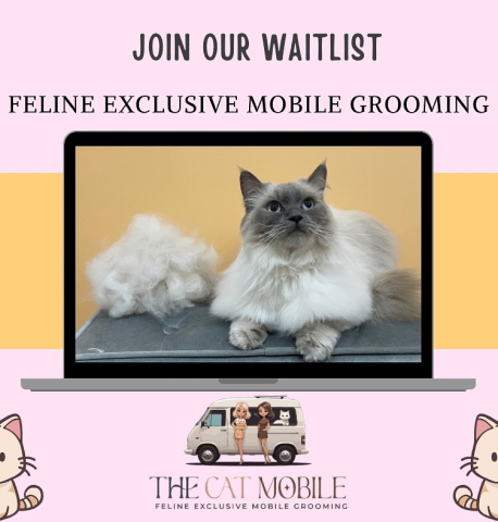 The Cat Mobile Cat Grooming Hunter Valley Newcastle Wash Clip Maitland Cessnock Mereweather